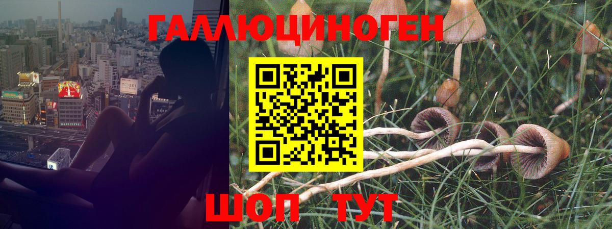 Бор  как найти закладки  Вход с VPN  Псилоцибиновые грибы прущие грибы 